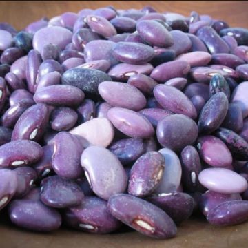 Rancho Gordo | AYOCOTE MORADO BEAN | Boxwalla