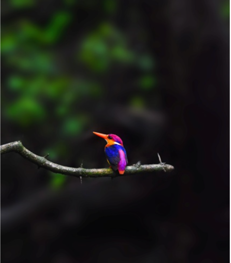 Oriental Dwarf Kingfisher (Ceyx erithaca)