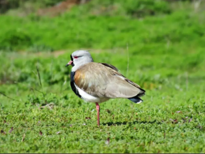 An image of the Southern Lapwing bird