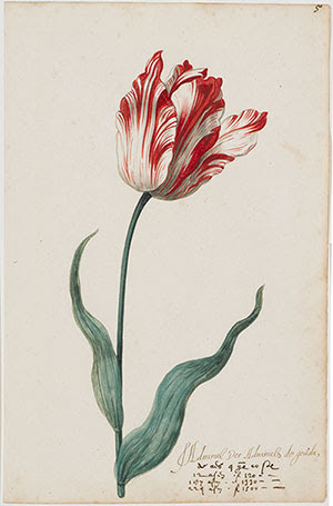 Dutch painting of the tulip